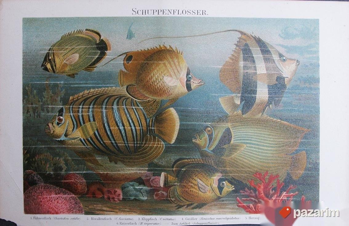 Morska fauna dekorativne stare litografije 1