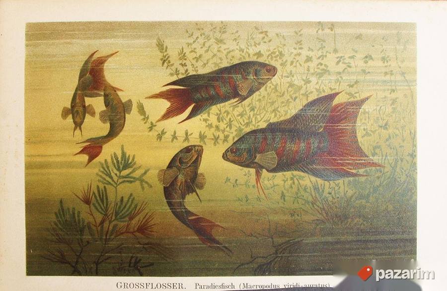 Morska fauna dekorativne stare litografije 2