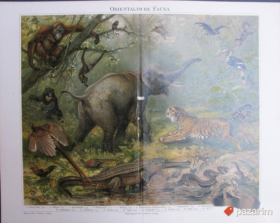 Faune raznih regija zemlje dekorativne stare litografije 1
