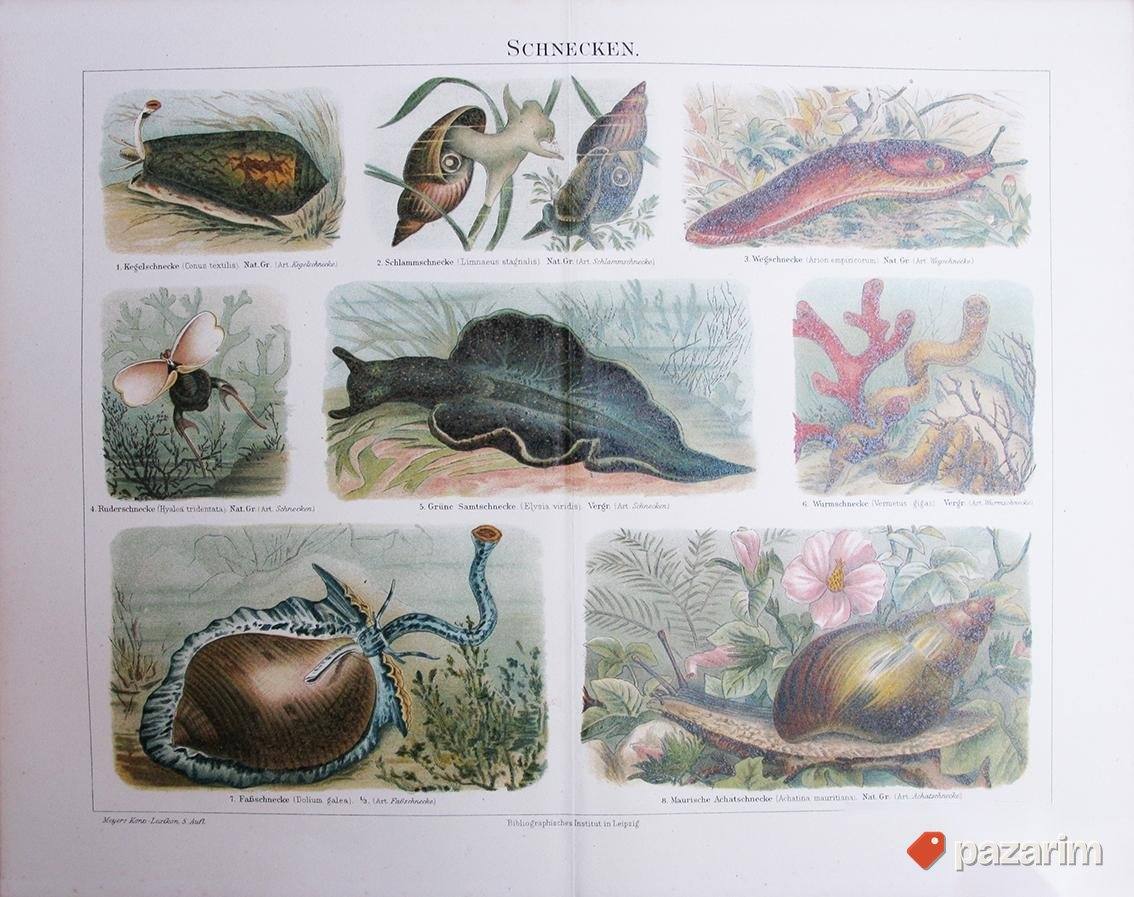 Razni prikazi faune dekorativne stare litografije 1