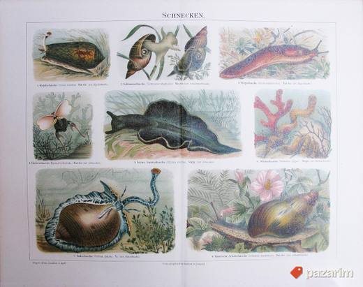 Razni prikazi faune dekorativne stare litografije