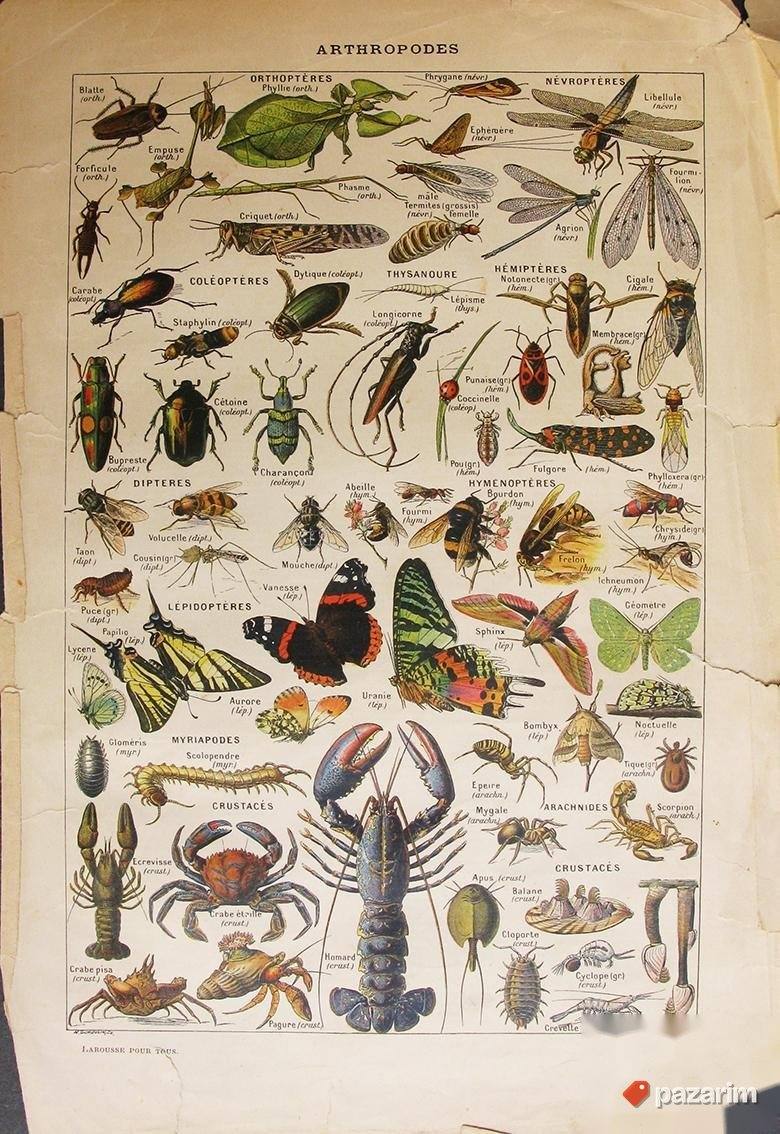Razni prikazi faune dekorativne stare litografije 2