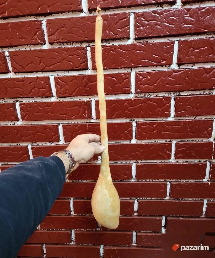 ukrasna tikva dugacka 70cm 2