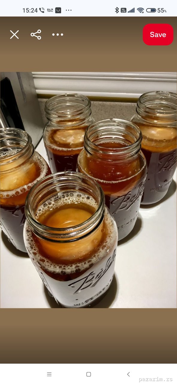 Kombuha SCOBY 1