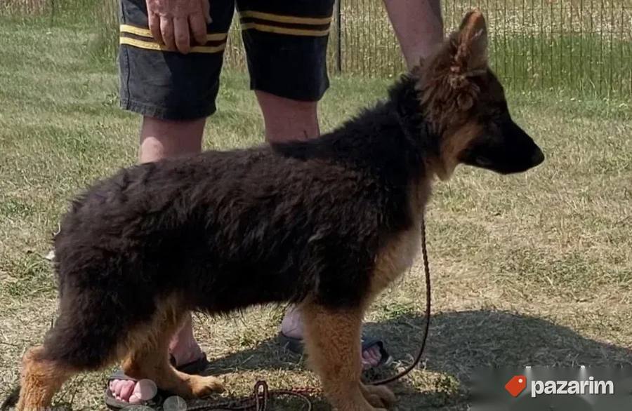 Nemacki ovčar i Belgijski ovčar Malinoa 7