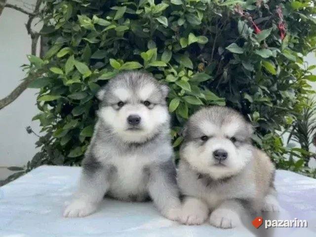 Akita Inu i Aljaski Malamut 1