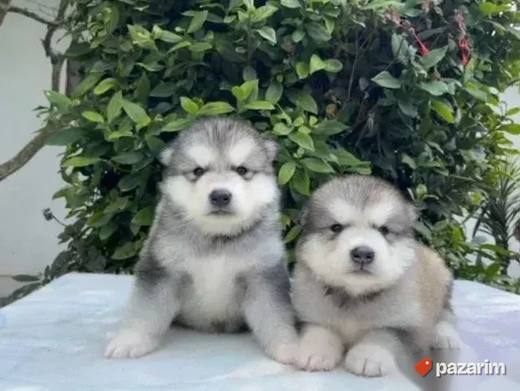 Akita Inu i Aljaski Malamut