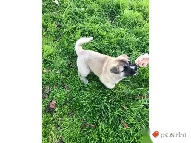 Akita Inu i Aljaski Malamut 2