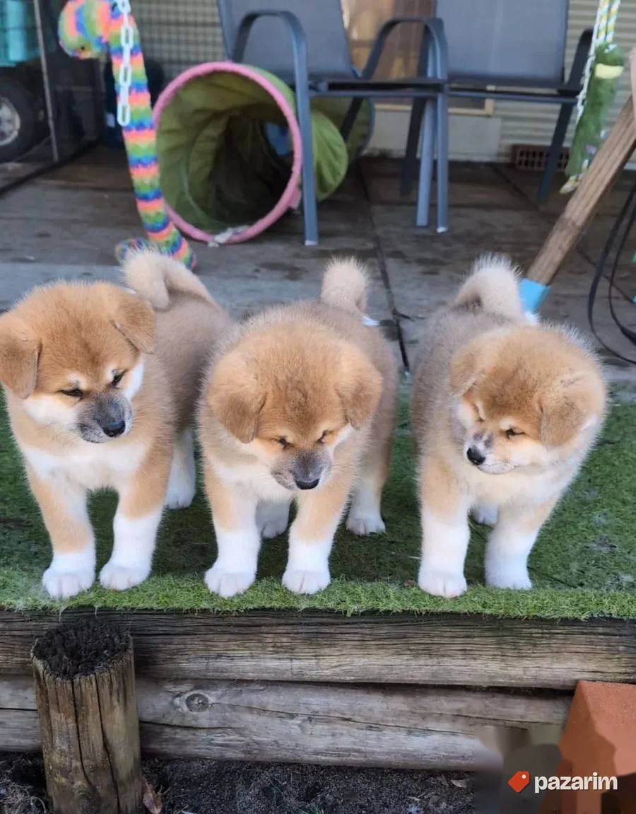 Akita Inu i Aljaski Malamut 3