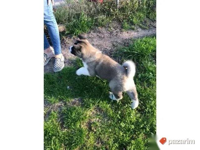 Akita Inu i Aljaski Malamut 4