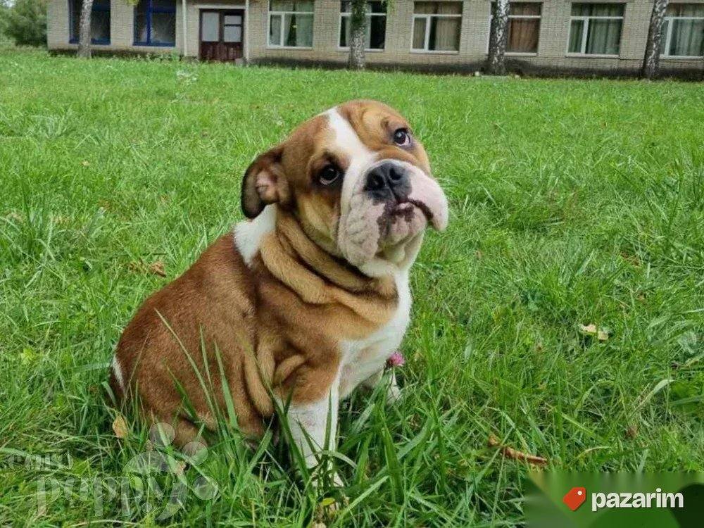 Francuski i Engleski buldog 1