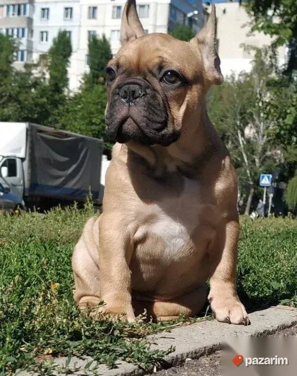 Francuski i Engleski buldog 2