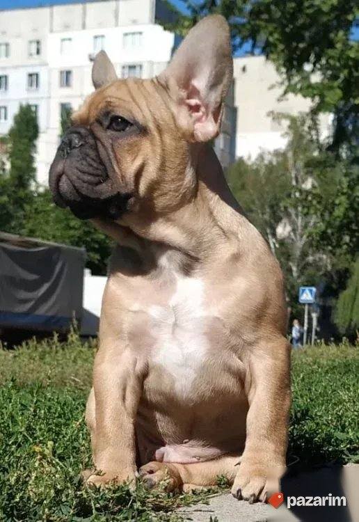 Francuski i Engleski buldog 6
