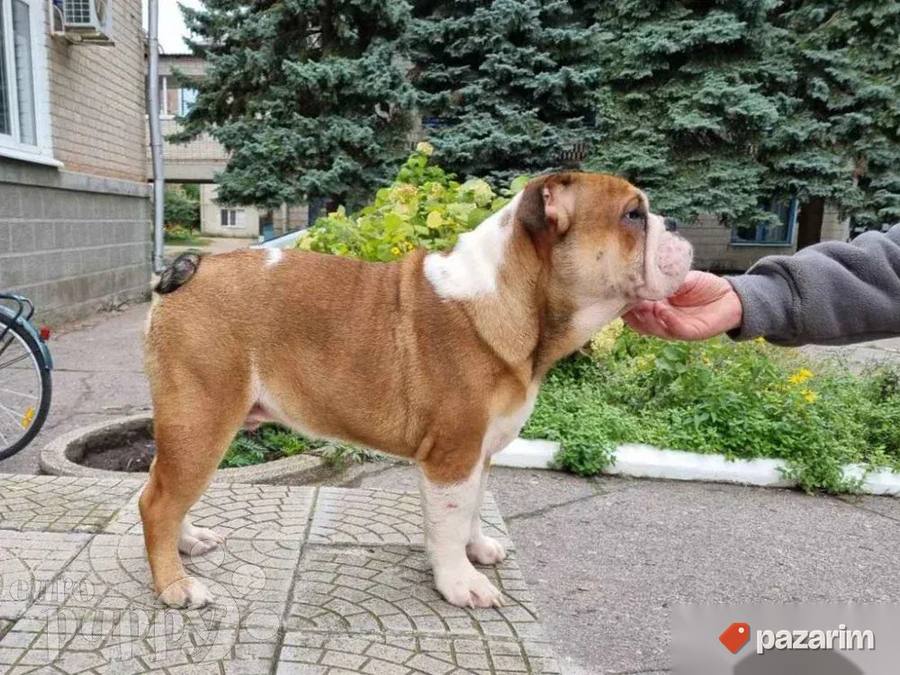 Francuski i Engleski buldog 7