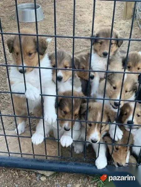 Border Koli i Skotski ovcar Lesi 1