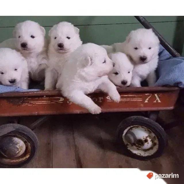 Samojed i Haski stenci 2