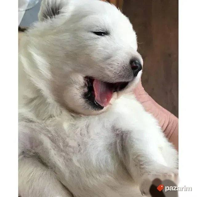 Samojed i Haski stenci 6