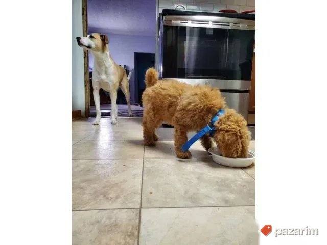 Maltipoo i Toy pudle 1