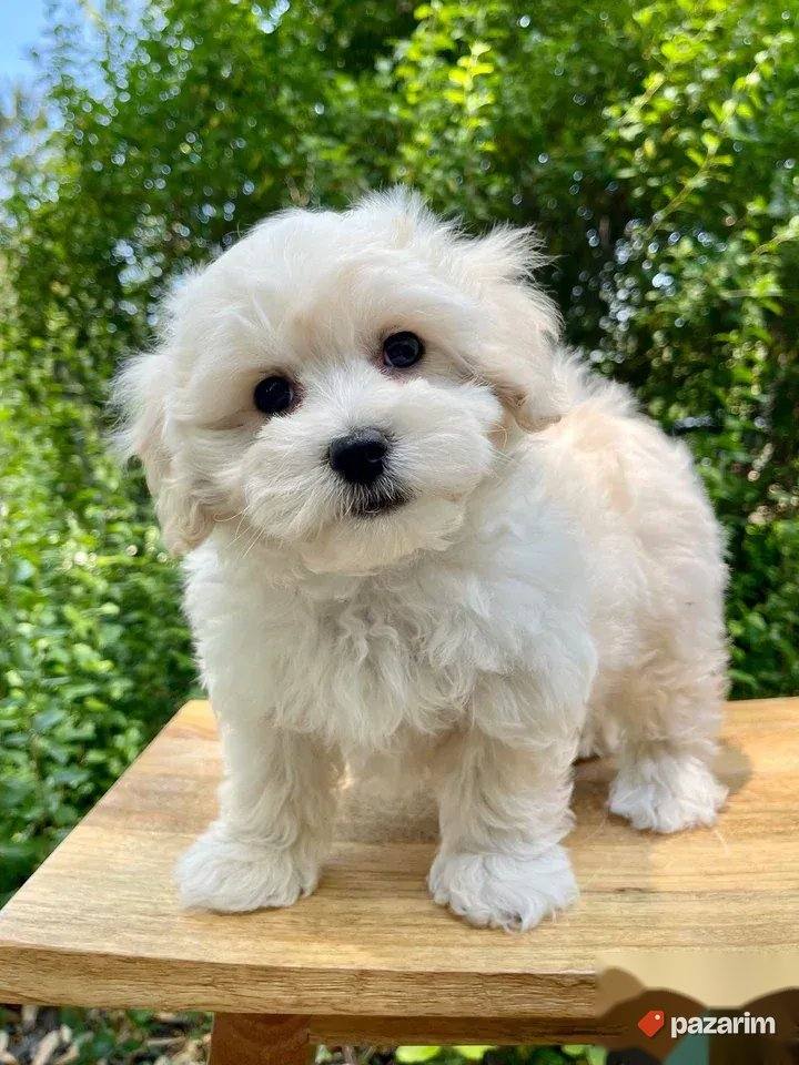 Maltipoo i Toy pudle 2
