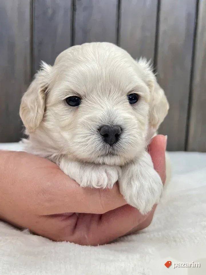 Maltipoo i Toy pudle 3