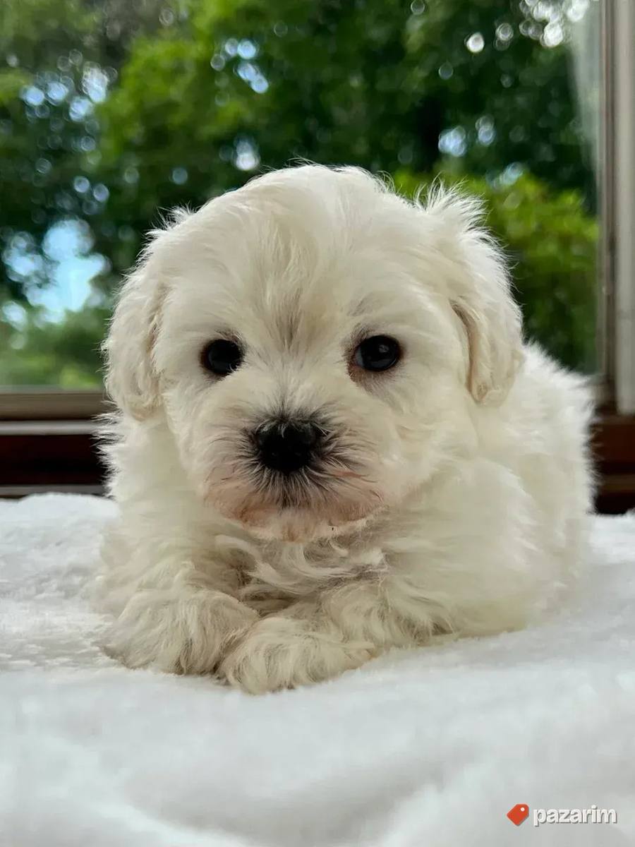 Maltipoo i Toy pudle 4