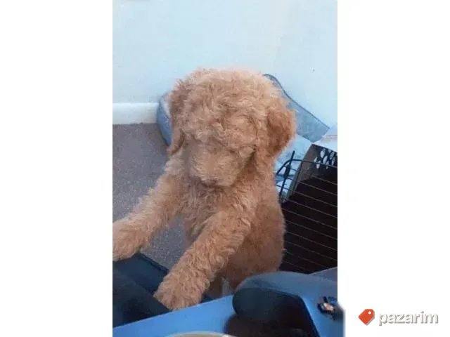 Maltipoo i Toy pudle 5