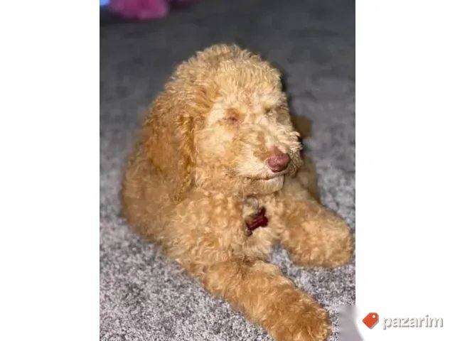 Maltipoo i Toy pudle 6