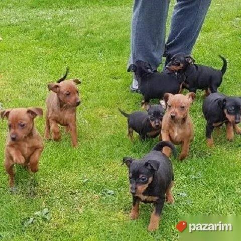 Patuljasti pinč i Doberman 1