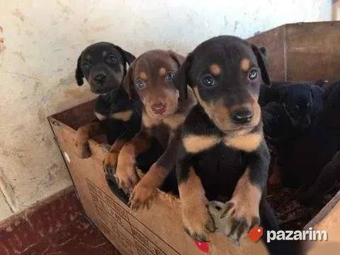 Patuljasti pinč i Doberman 2