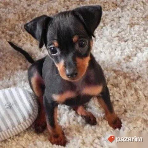 Patuljasti pinč i Doberman 3