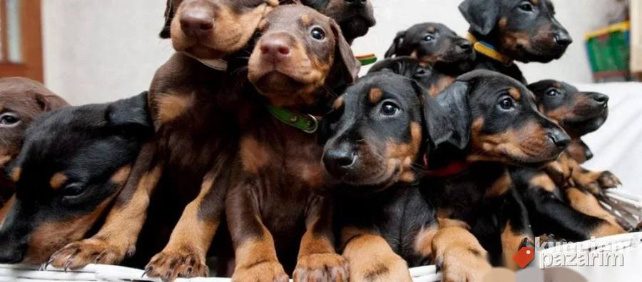 Patuljasti pinč i Doberman 4