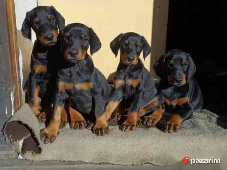 Patuljasti pinč i Doberman 5