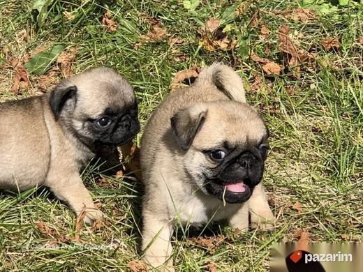 Mops i Sar Pei