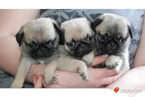 Mops i Sar Pei 2