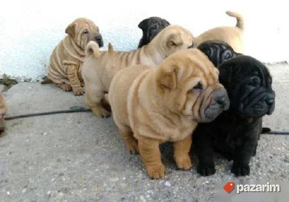 Mops i Sar Pei 3