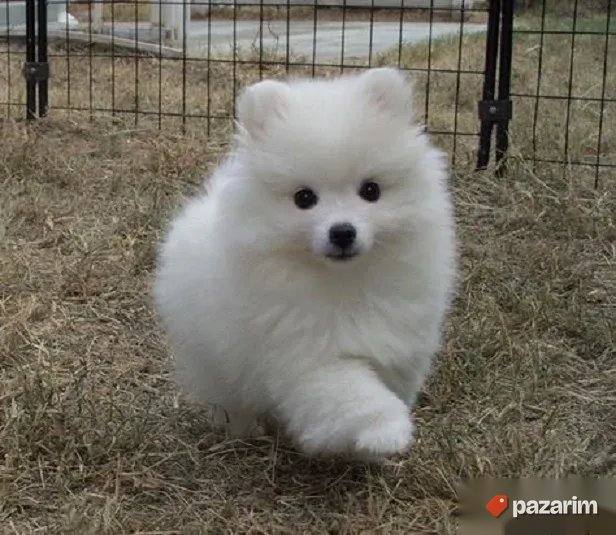 Nemacki spic i Pomeranski spic 2