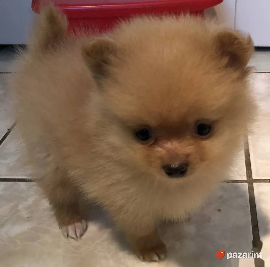 Nemacki spic i Pomeranski spic 4