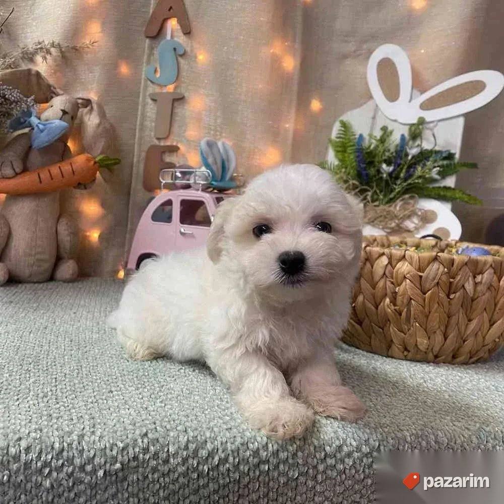 Coton de tulear i Lhasa apso 1