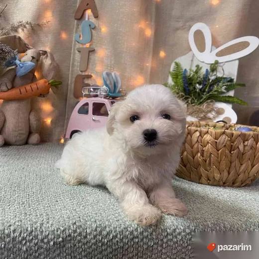 Coton de tulear i Lhasa apso