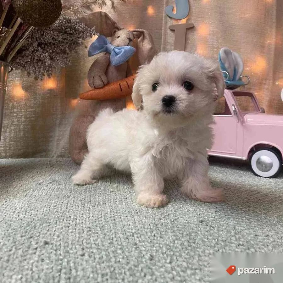 Coton de tulear i Lhasa apso 2