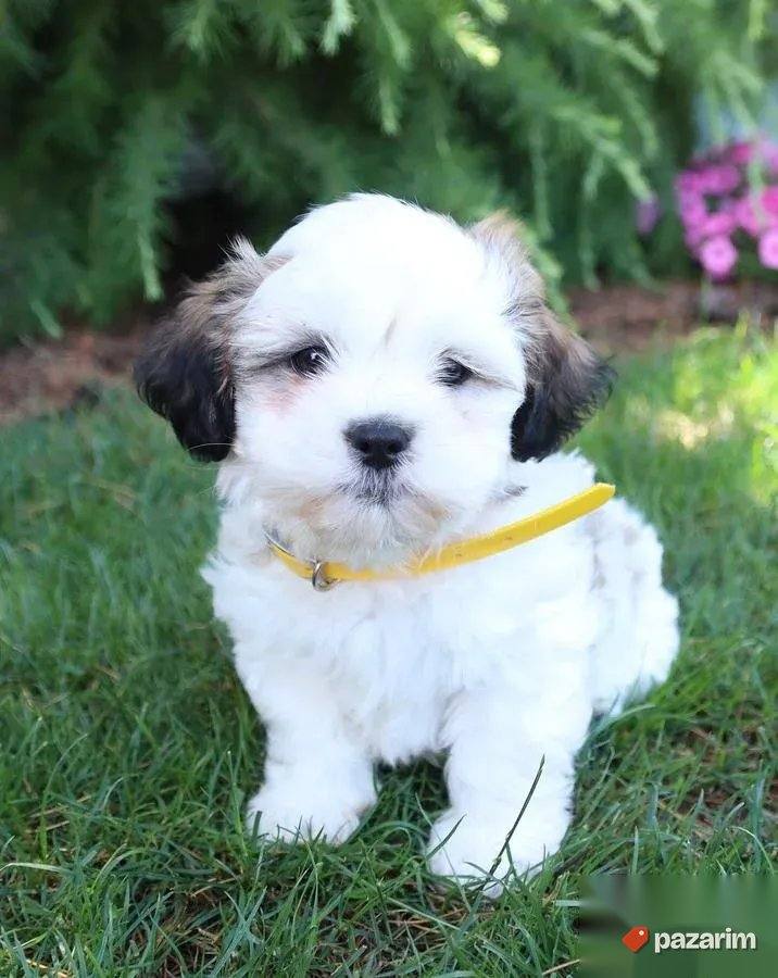 Coton de tulear i Lhasa apso 3
