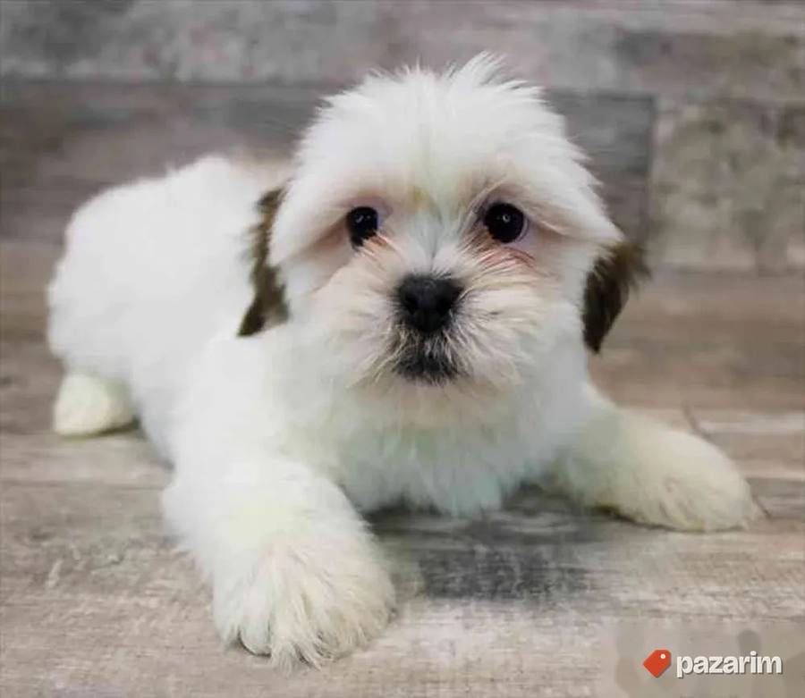Coton de tulear i Lhasa apso 4