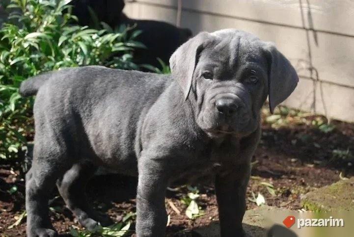 Nemacki bokser i Cane Corso 2