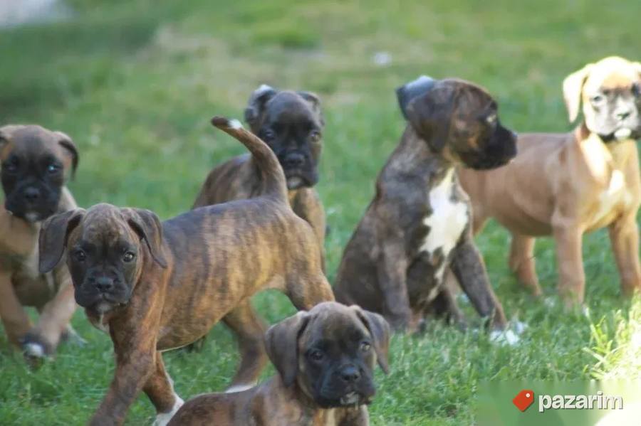 Nemacki bokser i Cane Corso 3