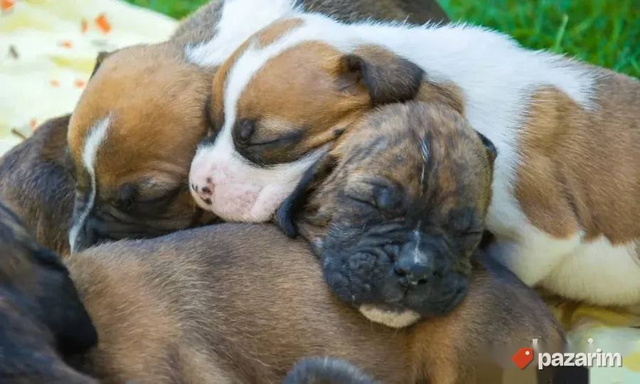 Nemacki bokser i Cane Corso 4