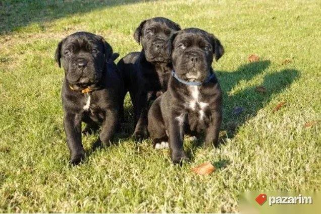 Nemacki bokser i Cane Corso 5