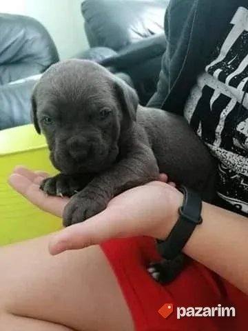Nemacki bokser i Cane Corso 6
