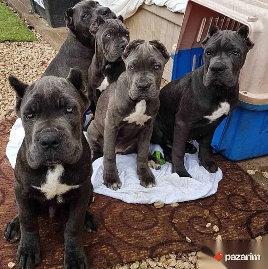 Nemacki bokser i Cane Corso 7