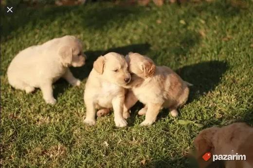Labrador i Zlatni retriveri