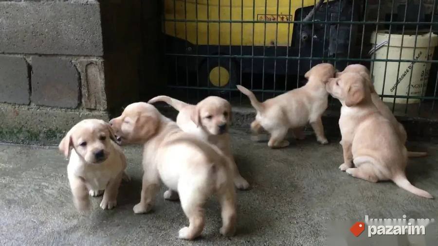 Labrador i Zlatni retriveri 3